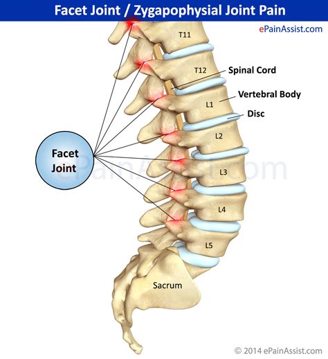 facet joint pronunciation|function of the facet joints.